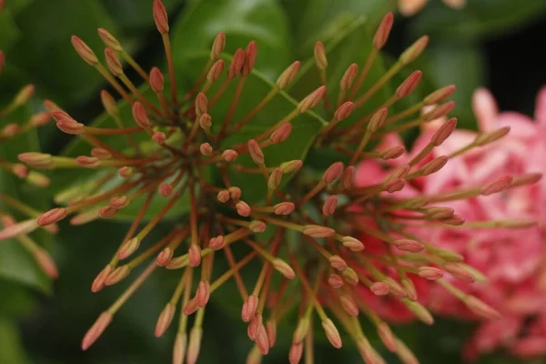 Een Closeup Van Rose Jungle Geranium Bloem Knoppen Groeiend Binnen — Stockfoto