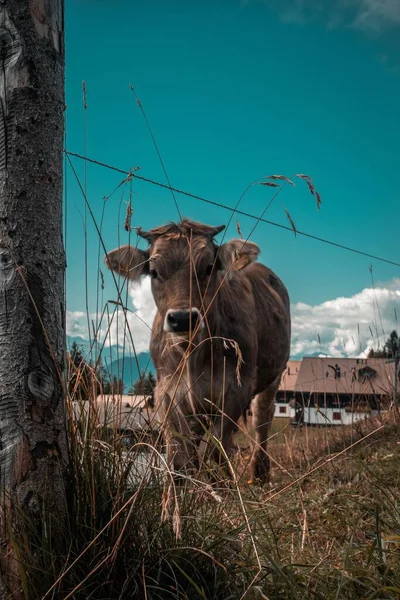 Вертикальный Снимок Коровы Пасущейся Зеленой Траве Пастбище Риги Шейдегг Швейцария — стоковое фото