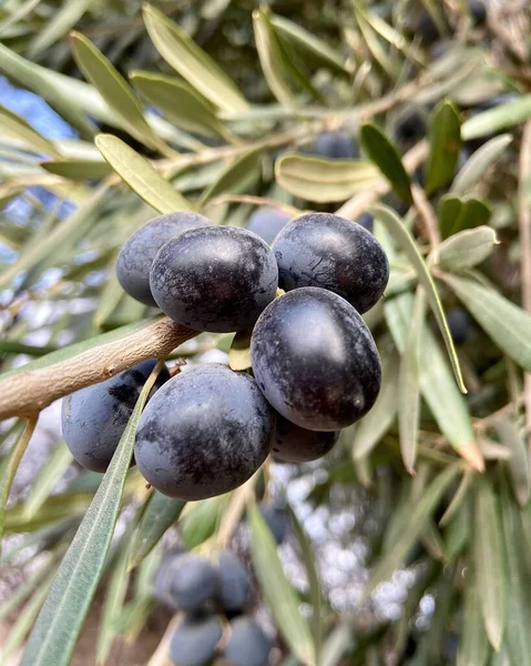 Vertical Closeup Shot Black Olives Tree Little Green Leaves — Stock Photo, Image