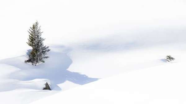 Lone Tree Sticking Out Deep Snow Winter — Stock Photo, Image