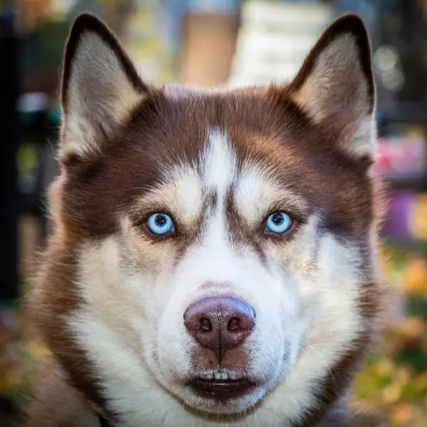 Brown White Siberian Husky Looking Directly Camera — Stock Photo, Image