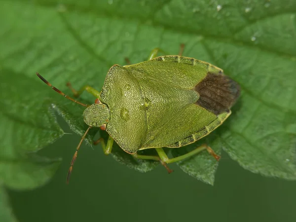 Detailed Closeup Adult Green Shieldbug Palomena Prasina Sitting Vegetation — Stock Photo, Image