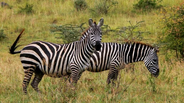 Zebras Grazing Field — Stock Photo, Image