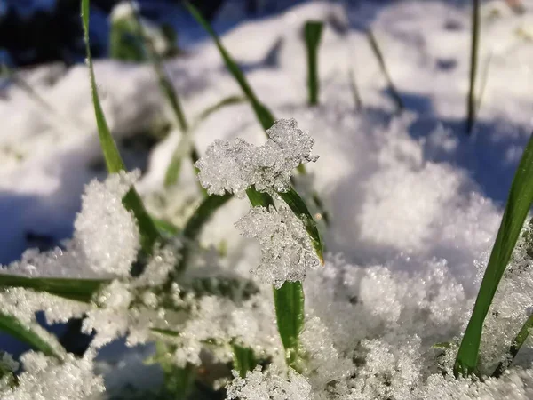 草の上の霜のクローズアップショット — ストック写真