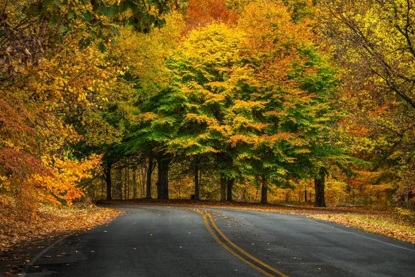 stock image A scenic view of an asphalt road covered with fallen leaves in Cherokee park in autumn