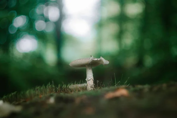 Ormanda Büyüyen Küçük Bir Mantar Seçici Bir Odak — Stok fotoğraf