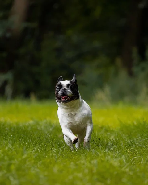 Een Verticaal Schot Van Franse Bulldog Loopt Wild Met Pure — Stockfoto