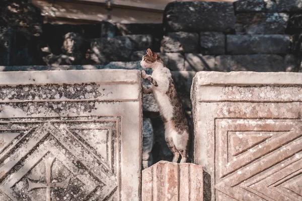 土耳其伊兹密尔市以弗所古城附近散步的一只猫 — 图库照片