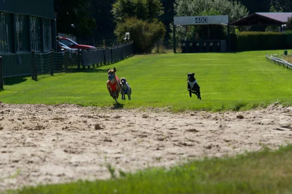 在比利时的灰狗赛道上 3只猎狗在赛程的最后一个连续赛程中全速前进 — 图库照片