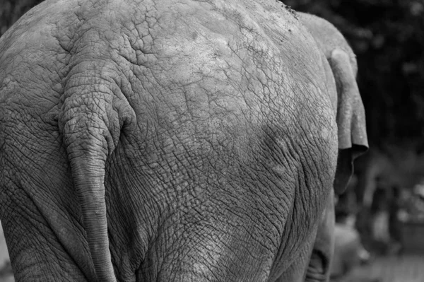 Widok Skali Szarości Grzbietu Słonia — Zdjęcie stockowe