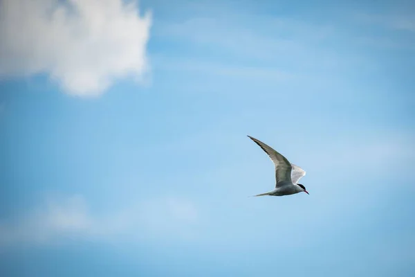 White Arctic Tern Sterna Paradisaea Flying Sky White Clouds Concept — Stock Photo, Image