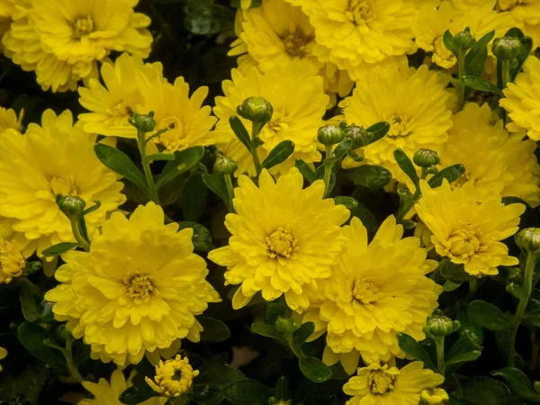 Een Closeup Van Bloeiende Gele Chrysant Bloemen — Stockfoto