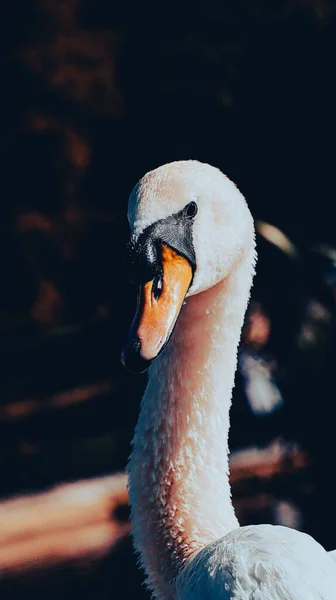 Retrato Vertical Cisne Branco — Fotografia de Stock