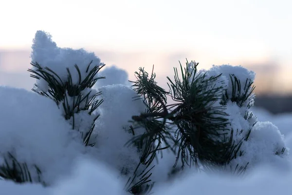 Een Close Shot Van Dennenbomen Takken Bedekt Met Sneeuw — Stockfoto