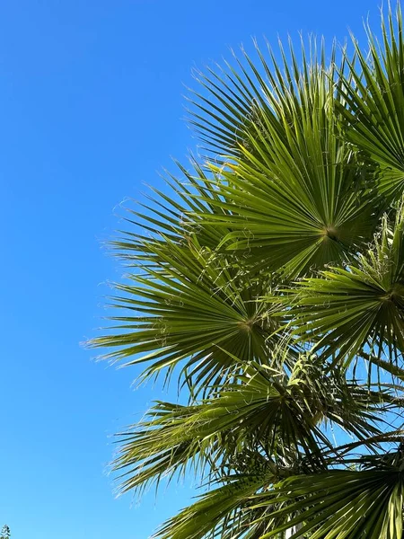 Крупный План Пальмовых Ветвей Фоне Голубого Неба — стоковое фото