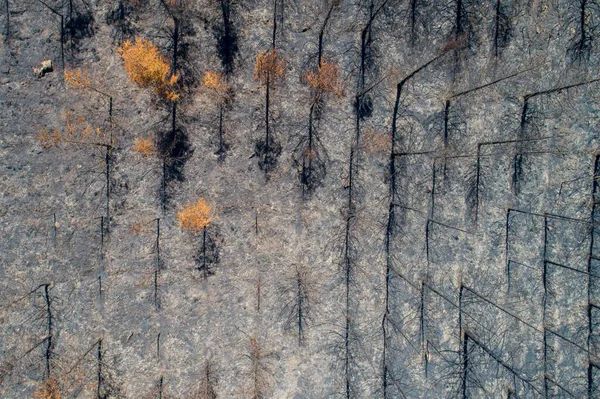 薪を燃やし 地面に松の木と野火の後の森林の空中トップビュー — ストック写真