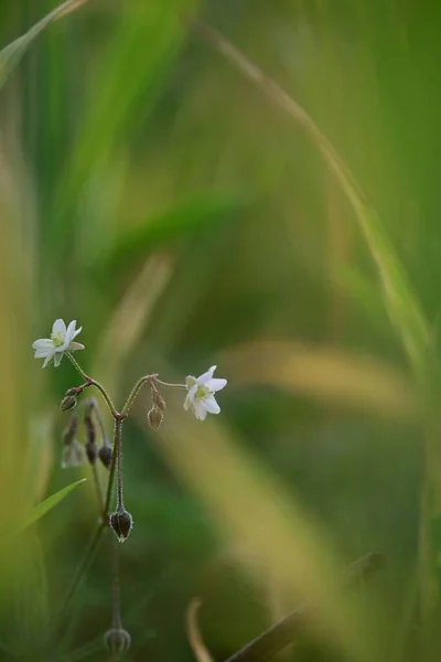 Closeup Shot White Flower Meadow — Stock Photo, Image