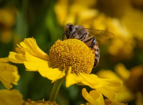 Közelkép Egy Méhről Amint Virágport Gyűjt Egy Sárga Virágból — Stock Fotó