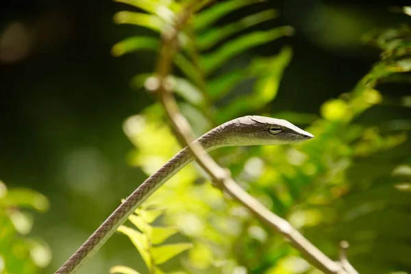 Ασιατικό Φίδι Αμπέλου Ahaetulla Prasina Στο Εθνικό Πάρκο Bokor Στο — Φωτογραφία Αρχείου