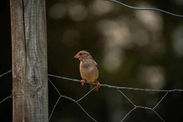 Sebuah Pandangan Closeup Burung Gereja Bertengger Pada Pagar Rantai Link — Stok Foto