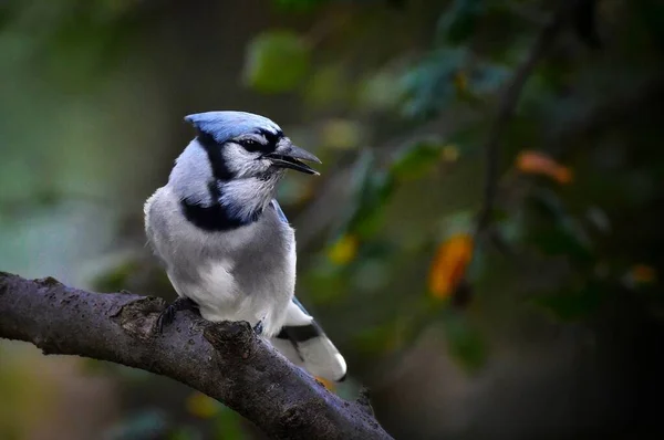 Μια Επιλεκτική Φωτογραφία Ενός Μπλε Πουλιού Που Είναι Σκαρφαλωμένο Ένα — Φωτογραφία Αρχείου