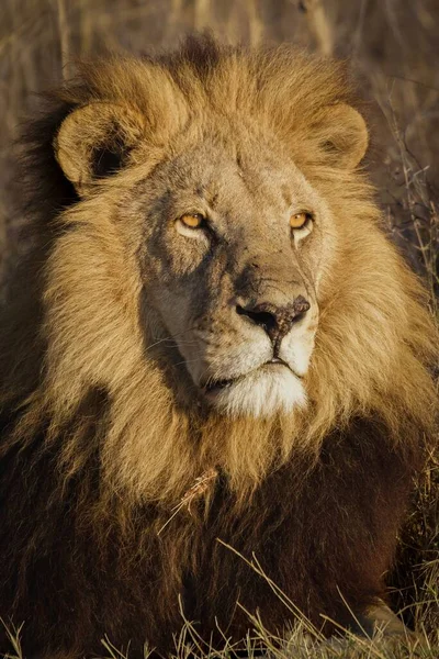Могутній Лев Спостерігає Левицями Які Готові Полювання — стокове фото
