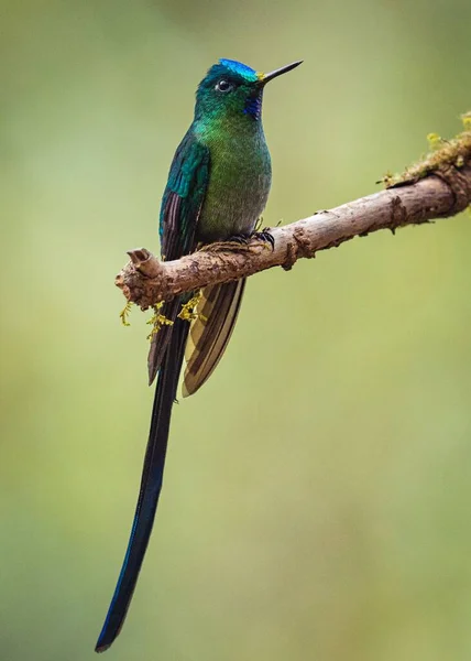 Long Tailed Sylph Perched Tree Branch — Stock Photo, Image