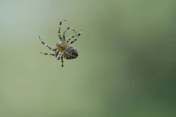 Μια Σταυρωτή Αράχνη Σέρνεται Πάνω Μια Κλωστή Πάνω Ένα Θολό — Φωτογραφία Αρχείου