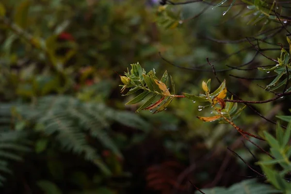 Nahaufnahme Einer Grünen Pflanze Mit Wassertropfen Darauf — Stockfoto
