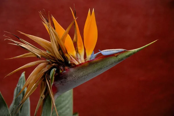 Ένα Τροπικό Λουλούδι Γερανού Στο Κόκκινο Φόντο — Φωτογραφία Αρχείου