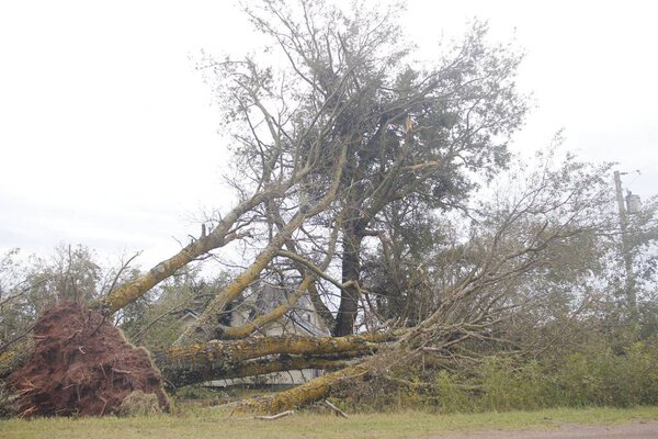 A large tree fallen down in a field next to a road