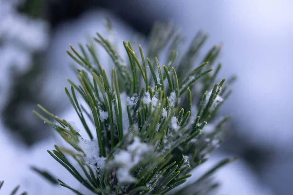 Zbliżenie Ujęcia Gałązki Sosny Pokrytej Śniegiem — Zdjęcie stockowe