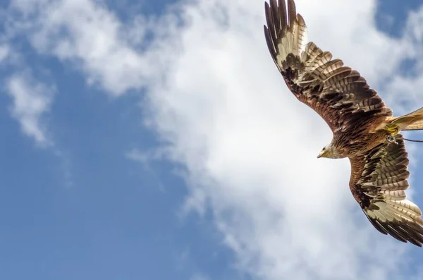 Low Angle Shot Red Kite Hunting Air Blue Cloudy Sky — Stock Photo, Image