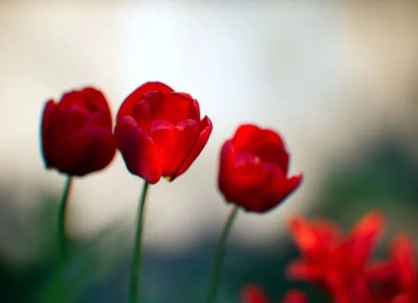 Vackra Röda Tulpanerna Trädgården — Stockfoto