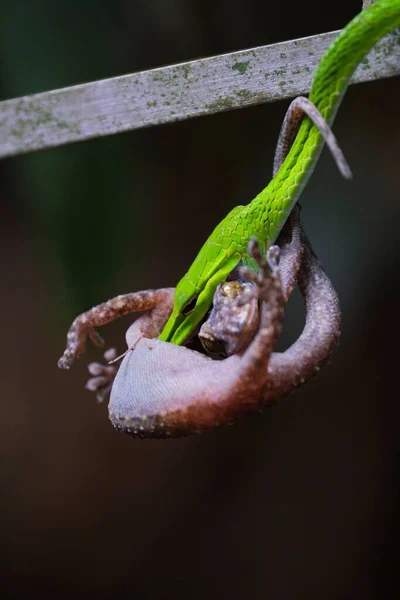 Ένα Κοντινό Πλάνο Λεπτομέρεια Φωτεινό Πράσινο Φίδι Ahaetulla Prasina Σαύρα — Φωτογραφία Αρχείου