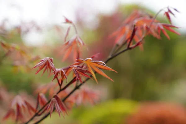 日本枫树叶子的特写镜头 — 图库照片