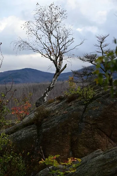 Piękne Ujęcie Martwego Gołego Drzewa Podczas Jesieni — Zdjęcie stockowe