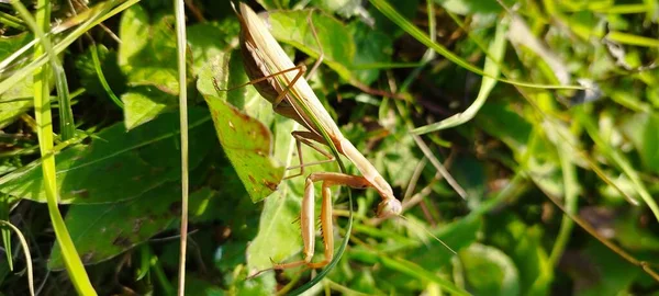 一只在绿叶上祈祷的大螳螂的特写 — 图库照片