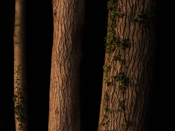 Detailní Záběr Tři Kmeny Stromů Tmavém Pozadí — Stock fotografie
