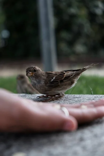 Eine Vertikale Aufnahme Einer Hand Die Versucht Einen Sperling Füttern — Stockfoto