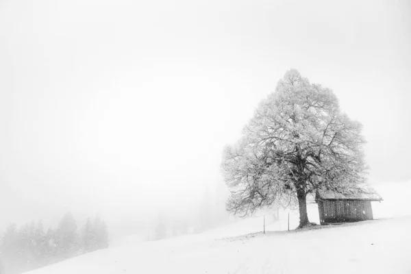 Drzewo Szopa Śnieżnym Krajobrazie — Zdjęcie stockowe