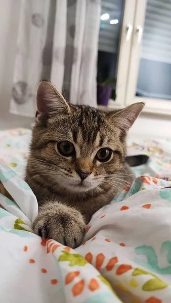 ベッドの上に置かれたかわいいタビー猫の垂直ショット — ストック写真