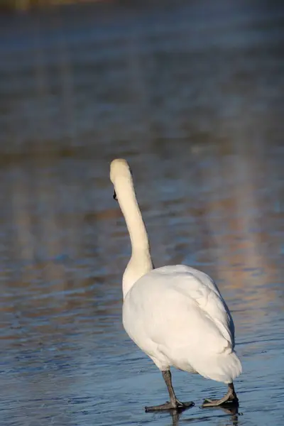 Beyaz Kaz Bulanık Arka Planda Göle Girdiği Dikey Bir Çekim — Stok fotoğraf