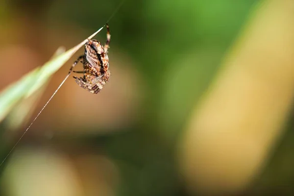 一只交叉蜘蛛 与猎物依偎在草叶上 — 图库照片