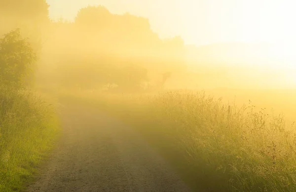 stock image A narrow countryside road passing through a field during the golden sunrise