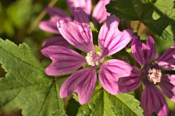Eine Nahaufnahme Von Malvenblüten Malva Sylvestris — Stockfoto