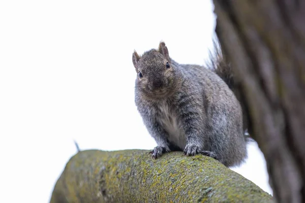 나뭇가지에 귀여운 다람쥐의 — 스톡 사진