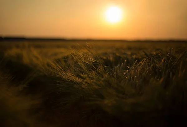 夕日の大きな白い雲の下の小麦畑の美しいショット — ストック写真