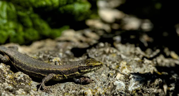 Closeup Shot Small Lizard Ground Blurred Background — Stock Photo, Image