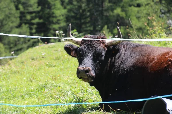 Uma Vaca Seu Habitat Atrás Cortina — Fotografia de Stock